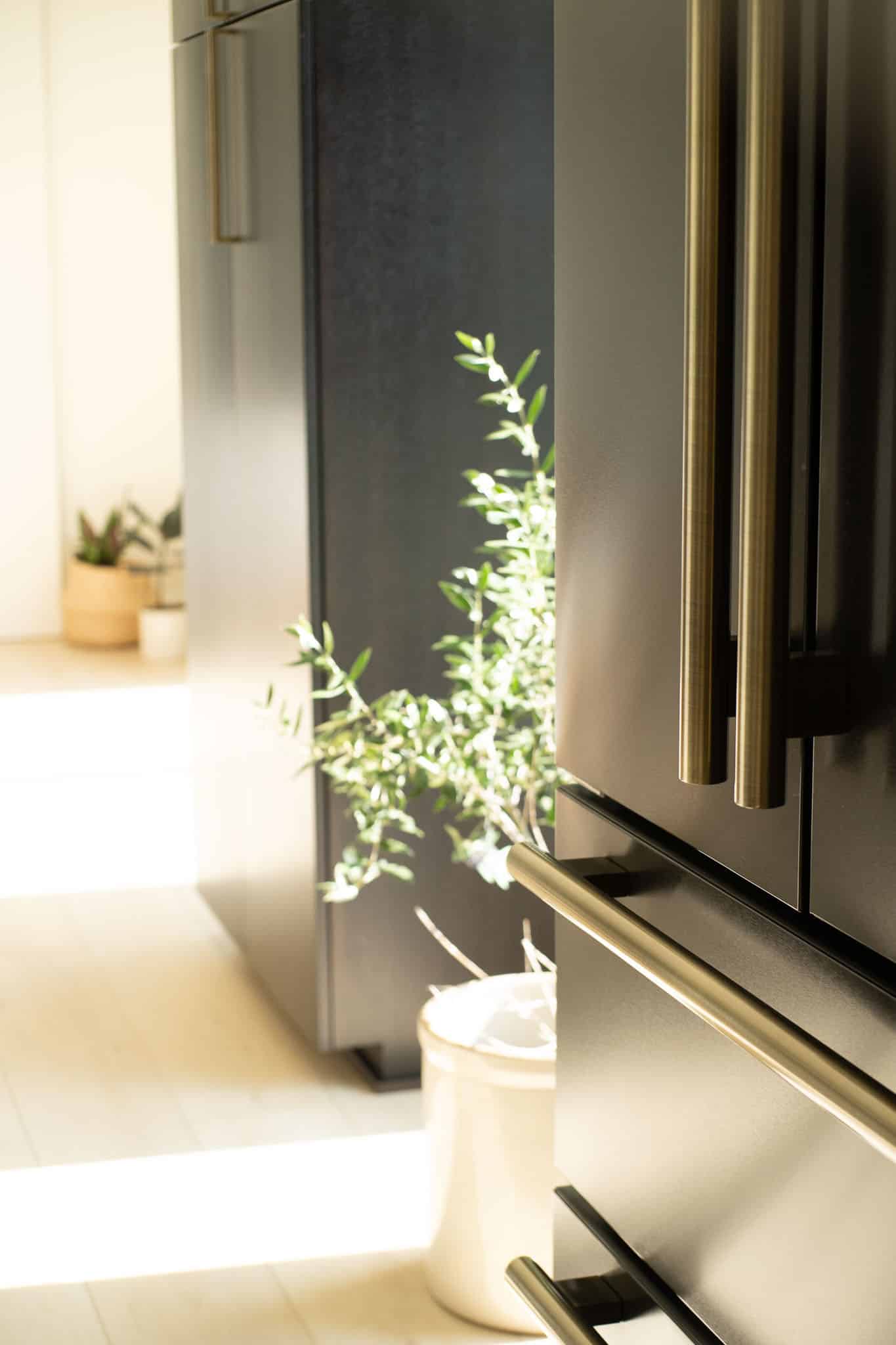 plants in sunshine